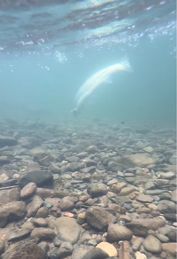 Ultimate Guide to Steelhead Fishing Techniques