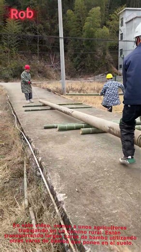 Agricultores transportan largas varas de bambú con varas de bambú en el suelo