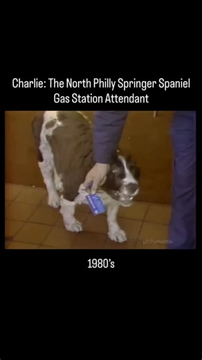 Philly Mettle on Instagram: "1980’s Action News segment with Don Polec featuring Charlie, the Springer Spaniel who worked as a gas station attendant in North Philadelphia! #bestofphilly #philly #northphilly #1980s #nostalgia #retro #springerspaniel 🎥: donpolecsworldtv/YT"