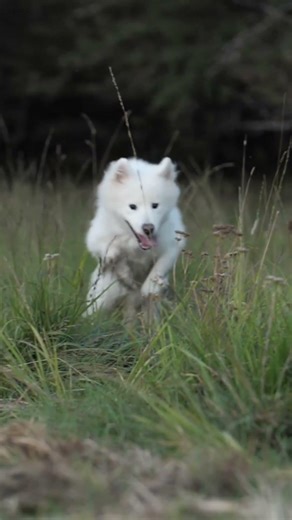 Why do alpacas spit? It's not just rudeness!