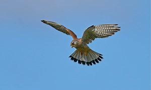 The 3 Types of Falcons That Call Ohio Home