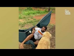 Golden Retrievers...? | 30 Minutes of Goofy Goldens And How They Make Us Laugh