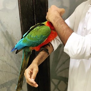 8.9K views · 41 reactions | Harlequin Macaw  #dubai #mydubai #dubaiparrots #dubaiparrotsworld | Dubai Parrots World | Facebook