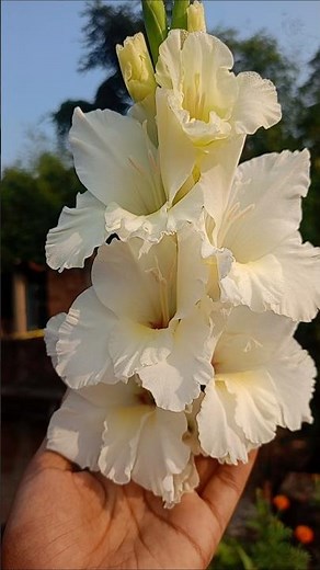 gladiolus 🤍 flower blooming
