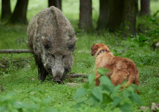 Find Out Where Feral Hogs Have Invaded in the U.S.