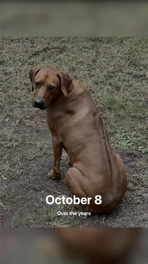 2.3K views · 131 reactions | A few of the many distinguished alumni of TIRR Rescue. | Texas Independent Rhodesian Ridgeback Rescue | Facebook