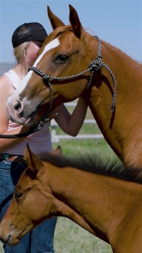 2.9K views · 20 reactions | The Adventure MX is one of our best sellers—for good reason. This trailer comes packed with features most trailers treat like upgrades. From 2-horse bumper pulls to 4-horse goosenecks, we've got the perfect MX trailer for your next adventure. #trailswesttrailers #horsetrailer #adventure #horseriding #trailswest | Trails West Trailers | Facebook