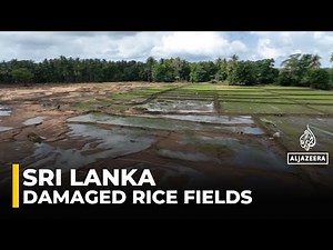 Sri Lanka flooding: 106,000 hectares of rice paddy fields damaged