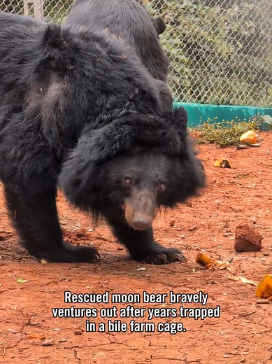 Moon Bear's First Steps Outside Sanctuary in Laos