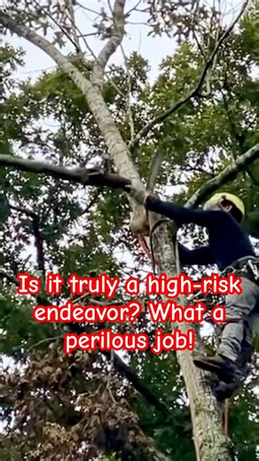 A tree surgeon and arborist demonstrate remarkable balance and professionalism.
