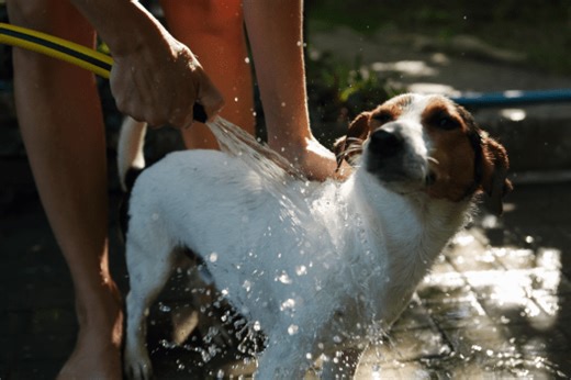 Wet Dog Smell: Inside The Stinky Science, Plus Ways to Prevent It