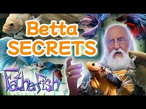 Master Aquarist Reveals His Betta Secrets.