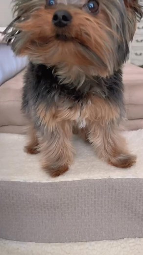 Can I give you a Boop Sweet boy! #tinyyorkies #canigiveyouaboop #teacupyorkies #petloversoftiktok # | The Yorkies