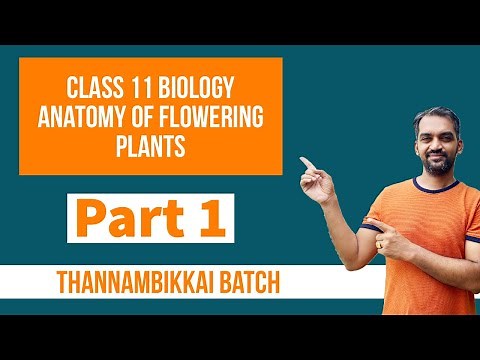 Anatomy of Flowering Plants class 11 | NCERT line to line | NEET Boosters - 7