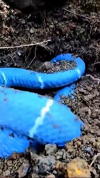 RAREST COBRA MORPH?! Electric Blue Monocled Cobra Uncovered #shorts
