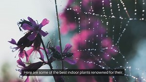 Best Indoor Plants for Air Purification