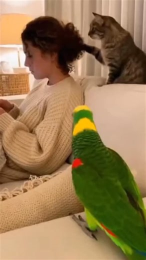Ssnow Flames on Instagram: "The jealous parrot🤣😂🤣🤣🦜"