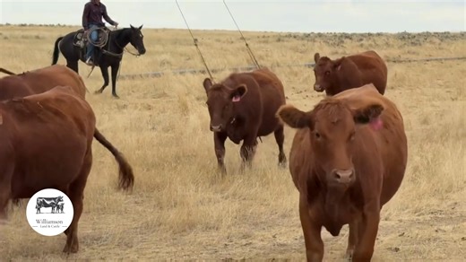 The Easiest Heifer to Sell | Red Angus Bred Heifers! Check these ladies out! Folks, here’s a group of Red Angus-bred heifers that just about sell themselves. They’re the kind everyone’s looking for: easy to market, easy to move, and a rare opportunity to acquire some high-quality cattle. 📞 Interested? Give us a call at 307-680-4595 Check them out here https://williamsonlandandcattle.com/lots/bh828d5/ Don’t wait too long—groups like these don’t stick around. #redangus #BredHeifers #CattleForSale