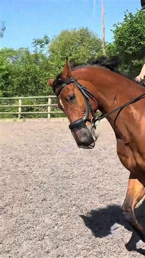 George’s Breakthrough Vet Visit: Hope at Last for My Horse