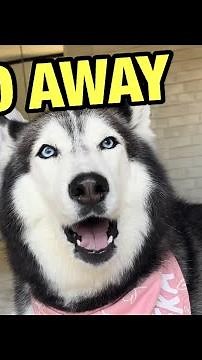 My Talking Husky ALWAYS ARGUES With Me!