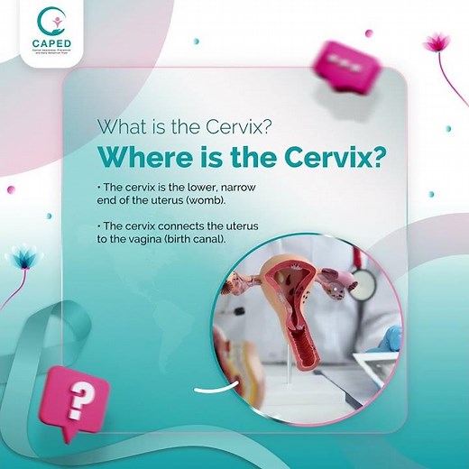 What is cervix? Where is cervix?