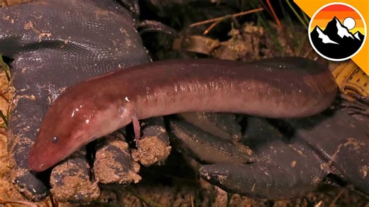 Swamp alien: The unidentified species