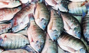 What is the most profitable fish farming? [2025] | QAQooking.wiki