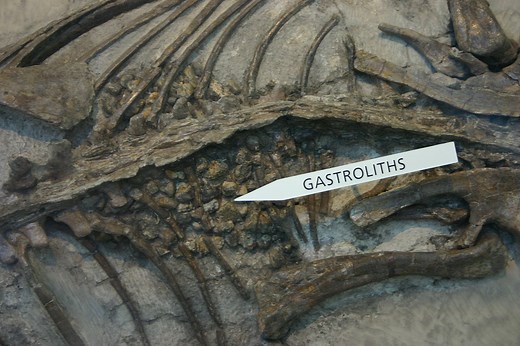 New Study Explains Why Dinosaurs ate Rocks | The Vintage News