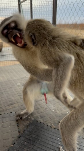 17K views · 149 reactions | Its playtime for Casper and Gorden. Casper is the youngest vervet monkey we have rescued but is ruling the monkey family Explore the heart of Felidae! From volunteering opportunities to educational tours and thrilling adventures amidst free-roaming lions, there's something for everyone. Visit our site for more info: https://linktr.ee/felidae. #Felidae #Wildlife #VolunteerLife #Adventure #SouthAfrica #Travel女 #monkey | Felidae Centre | Facebook