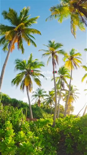 🚨 Things you MUST know if you want to see giant manta rays & whale sharks in the Maldives! 🐋🌊 Not every Maldives trip gives you this experience… but if swimming with dozens of manta rays is on your bucket list, this is where you need to be. 💙 📍 Hanifaru Bay, Baa Atoll — a protected UNESCO Biosphere Reserve and one of the world’s best natural gathering spots for giant manta rays. No diving here, only snorkeling — keeping the experience pure, safe, and unforgettable. 🗓️ Best season to visit:
