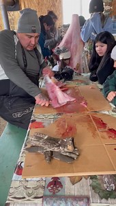 24 reactions | Walleye filleting Kaniyasihk Culture Camp | Land-Based Education K - 12 Plains & Woodland Cree Tanya McCallum | Facebook