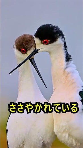 The bird that served as the model for Sasuke?