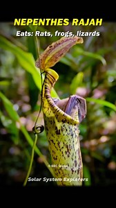 Human vs Carnivorous Plants 😱☠️ #space #universe #instagram #reel #instagramreels | Solar System Explorers
