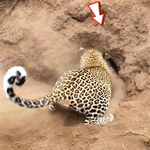 Animals #animals #usa #fyp