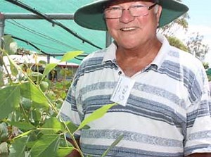 Crows Nest Community Nursery