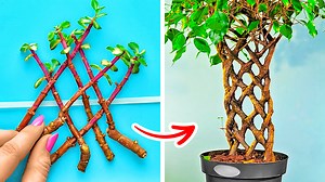 Awesome plant growing hacks for beginners: | 5-Minute Crafts Play