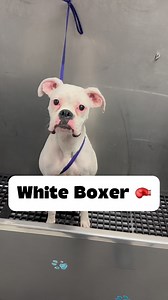 Little white Boxer 🥊 #boxerdog #boxersofinstagram #boxerpuppy #whitedogs #doggrooming #dogbath #tutorial | Animalkingdomdoggrooming