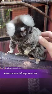Un tití carga a sus crías ❤️ El Callithrix jacchus, conocido como tití común, fue captado cargando a sus pequeños. Una imagen muy tierna de esta especie de mono del Nuevo Mundo. 🐒💛 #Marmoset #Fauna #Animales #Naturaleza #VidaSilvestre | TV Azteca Aguascalientes