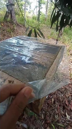 Check stingless bees after 10 days of installing the honey box #kelulut #stinglessbee #beekeeing