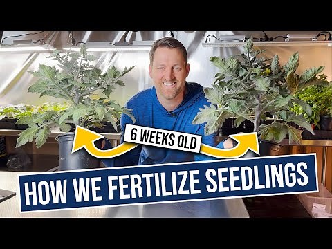 How we fertilize seedlings: try our foolproof method!