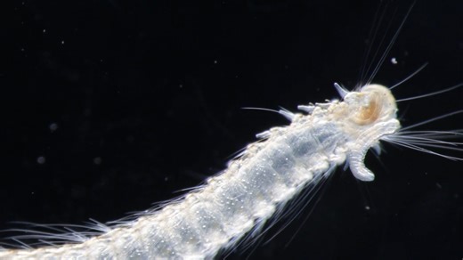 3.7K views · 87 reactions | Inching our way toward the announcement of our 2025 Small World in Motion winners! We're exactly a week out, and we can't wait to reveal this year's remarkable movies.  https://bit.ly/46zob0A Marine planktonic larva of polychaeta worm Dr. Shinji Shimode Yokohama National University Manazuru Marine Center Manazuru-machi, Kanagawa, Japan Rottermann Contrast 2x-6x (Objective Lens Magnifications) | Nikon Small World | Facebook