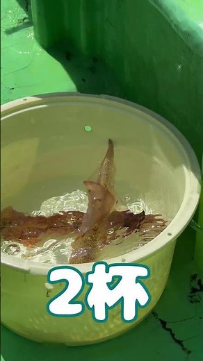 【釣ったイカ刺身とアニサキスライト】#料理 #イカ#津本式#アニサキスライト#アニサキス