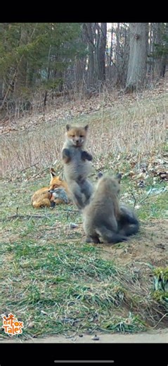 Fox puppies practice little jumps & become experts at pouncing 🦊 🦊 #cute #trailcam #wildlife #animals #foxes #fox #newyork #nature #AnimalBehavior #wildanimals #happy | Red Fox Tales