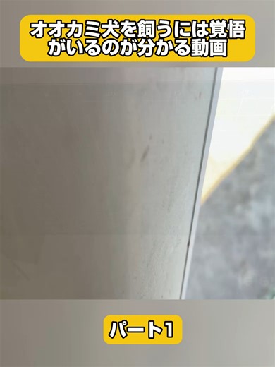 オオカミ犬を飼うための覚悟と心得