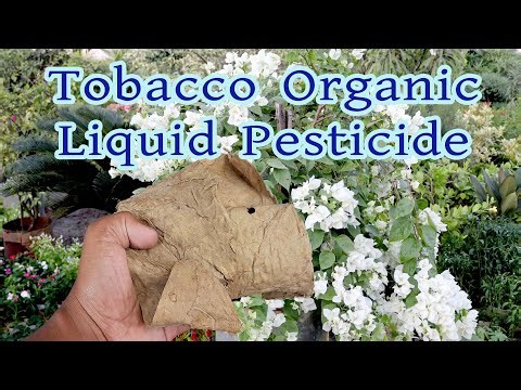 Tobacco Organic Liquid Pesticide|How To Make From Leafs At Home And Use In Gardening