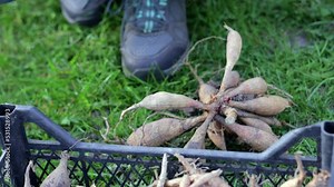 The gardener sorts out dahlia tubers. Plant root care. Dahlia tubers on the ground before planting. Planting a sprouted dahlia tuber with shoots in a spring flower garden.