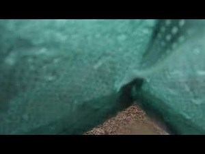 FN herstal fiveseven 5.7x28 mm on a 150lbs hog