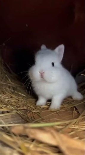Bunny snoring while sleeping, cute rabbit, adorable nap time moments #bunny #cute #sleep