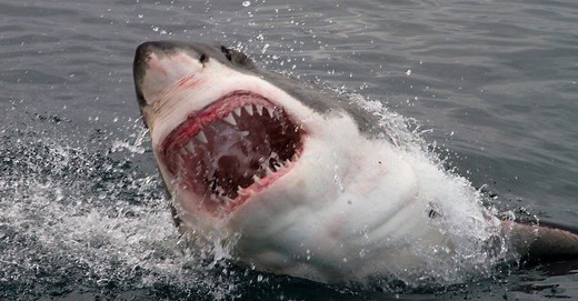 The Average Lifespan of Great White Sharks and Threats to Their Longevity