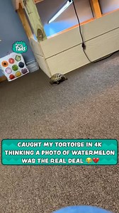 Tortoise Confuses Bag For Real Fruit | Furry Tails